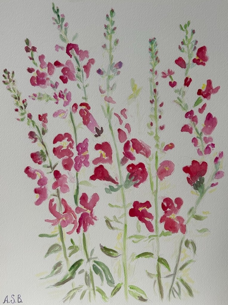 Snapdragons