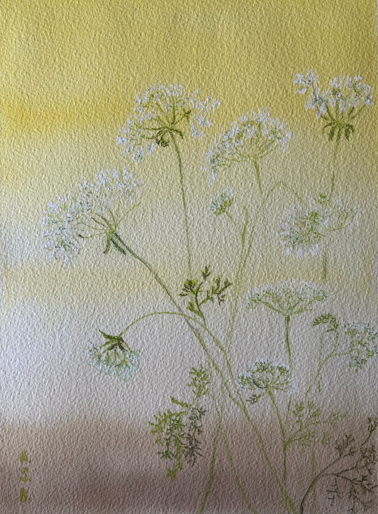 Orlaya on Warm Background