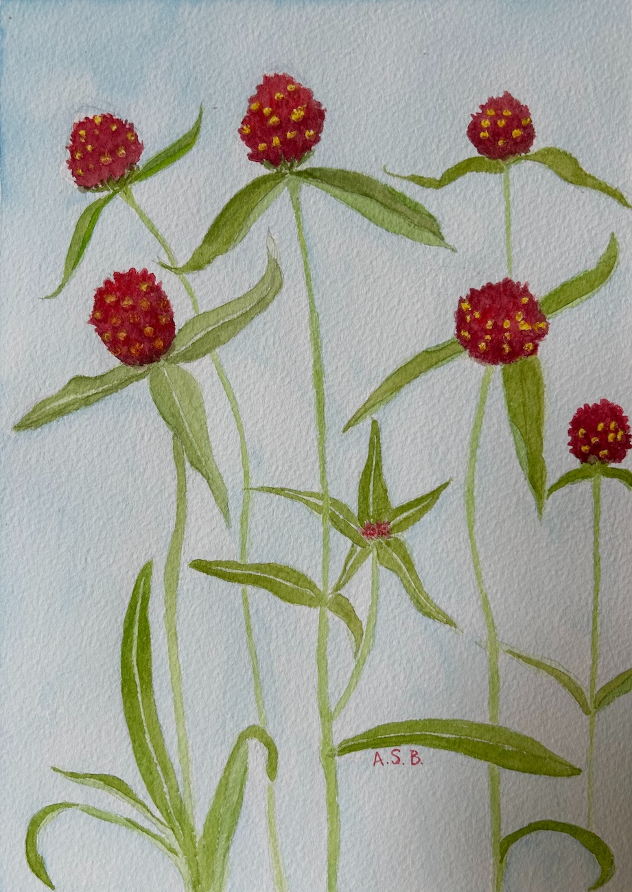 Strawberry Fields Amaranth