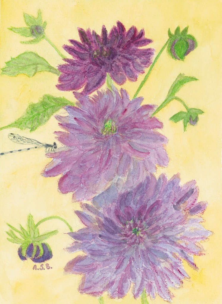 Dahlias And Dragonfly