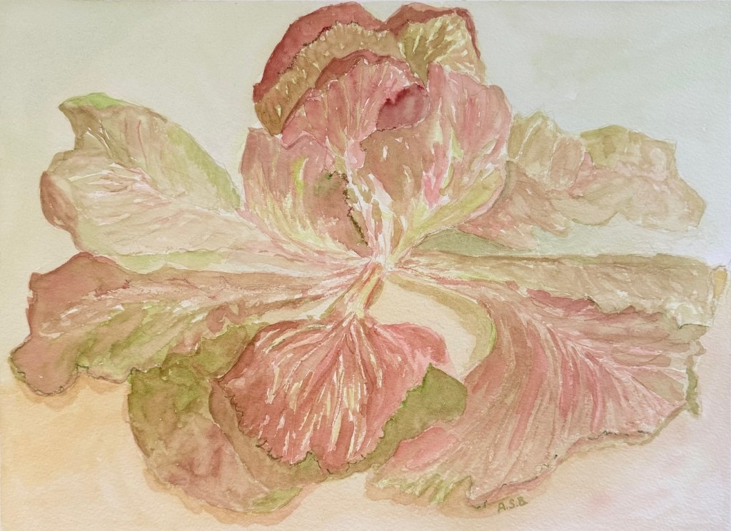 Radicchio Flower
